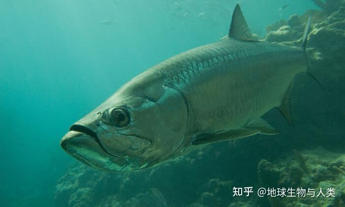 【鱼类全系列】海鲢高群—海鲢目 - 知乎