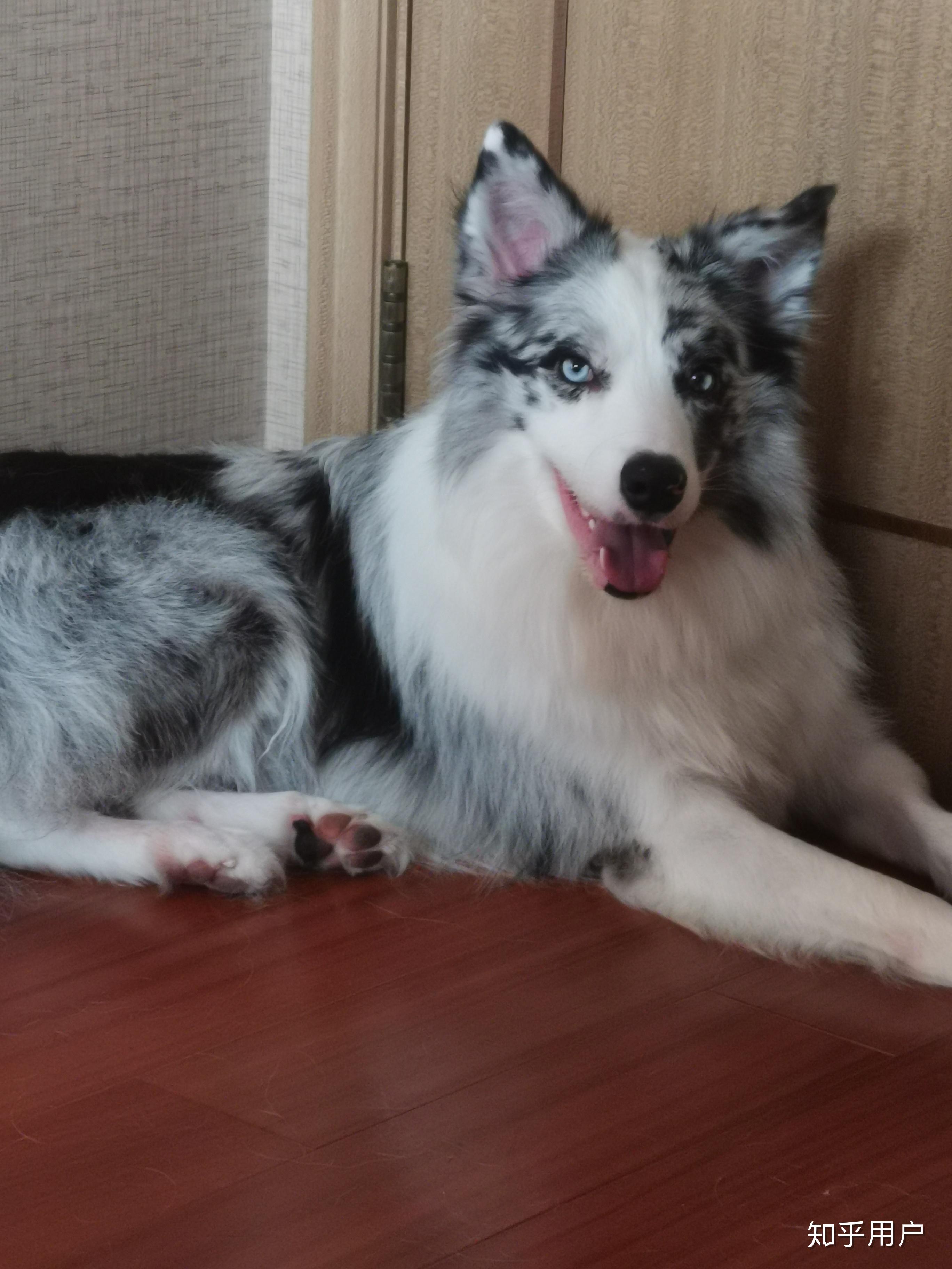 你认为陨石边牧是最帅气的狗吗