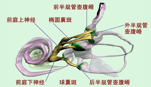 神奇的“第六感”——人体平衡机制研究 - 知乎