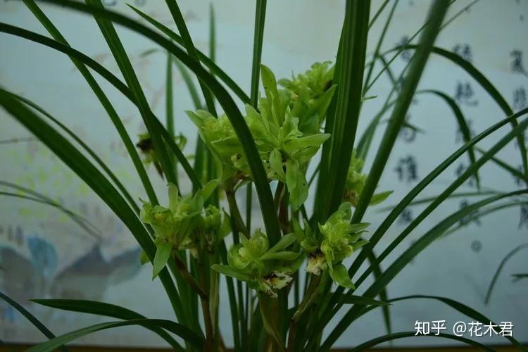 兰花的分株和上盆详细步骤的经验浅谈 - 知乎