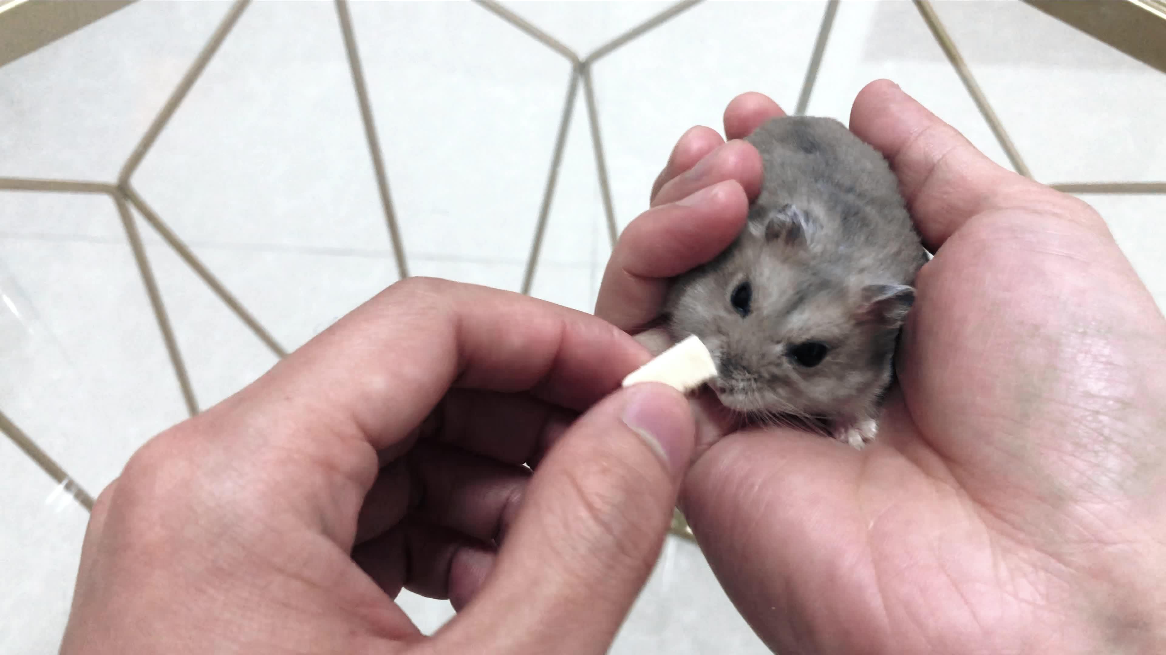 3只仓鼠嘴里塞满食物,还要主人抱着喂 - 知乎