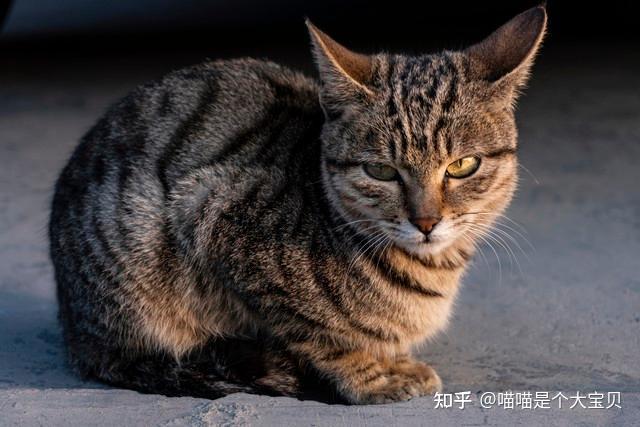 狸花猫凭什么稳坐猫界“头把交椅”？网友：养了才知道真香- 知乎