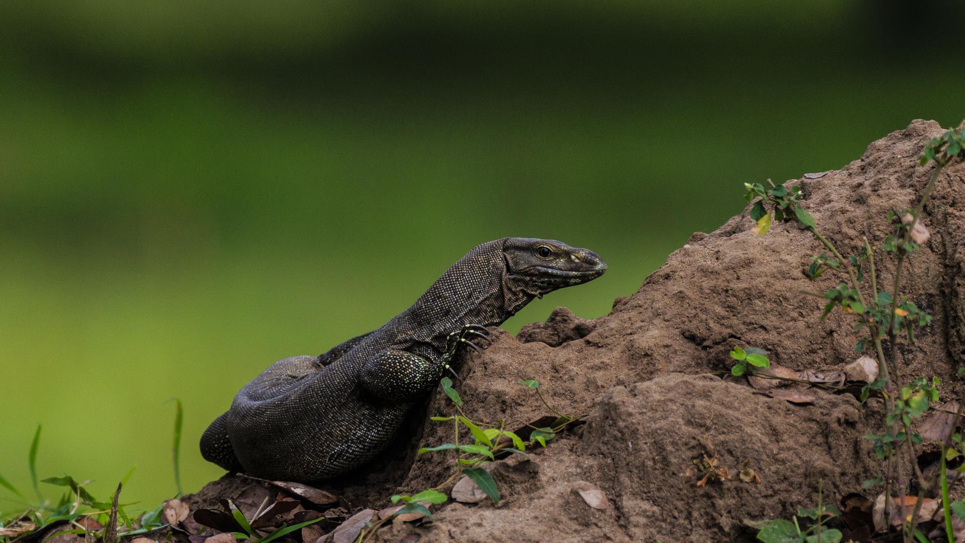 「五爪金龙」圆鼻巨蜥现身云南,其唾液含剧毒,寿命可达 150 年是真的