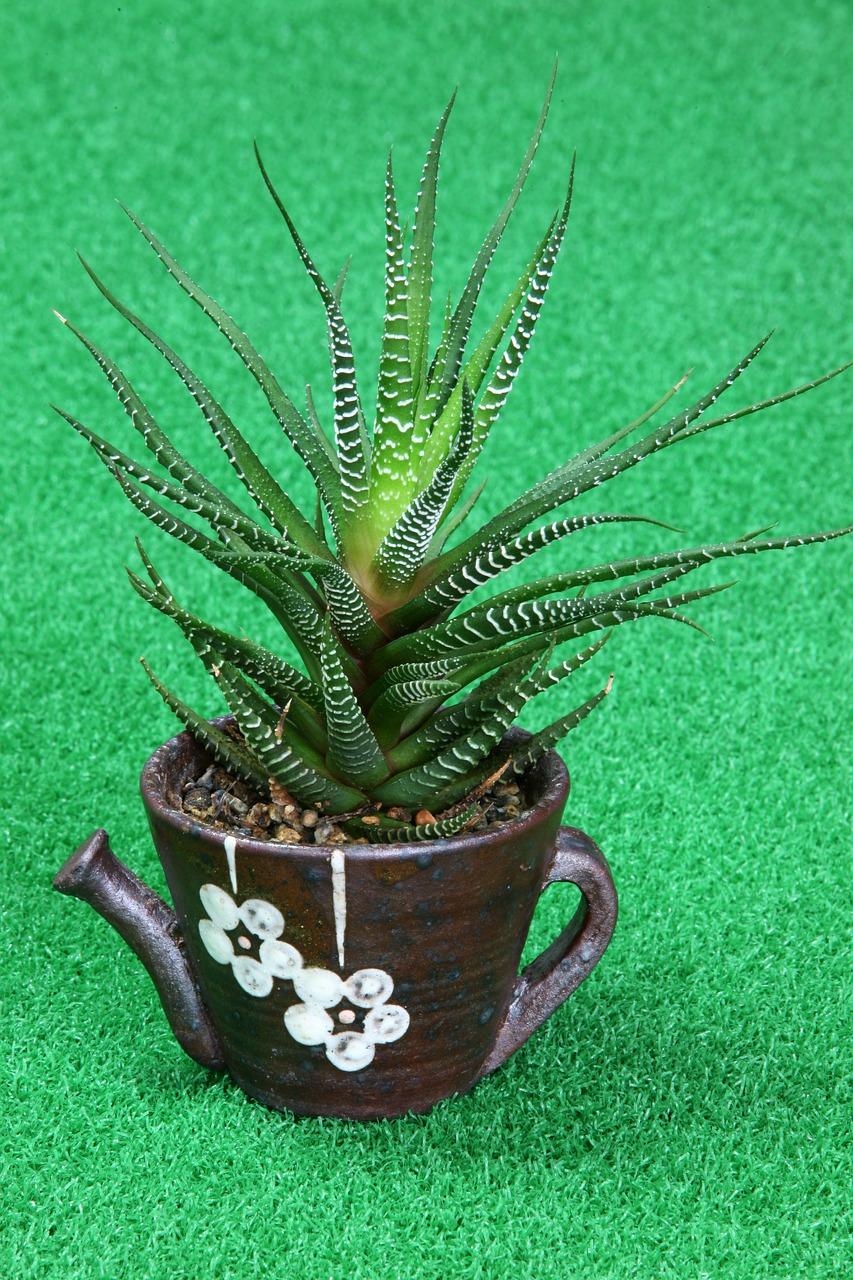 一般芦荟什么时候开花