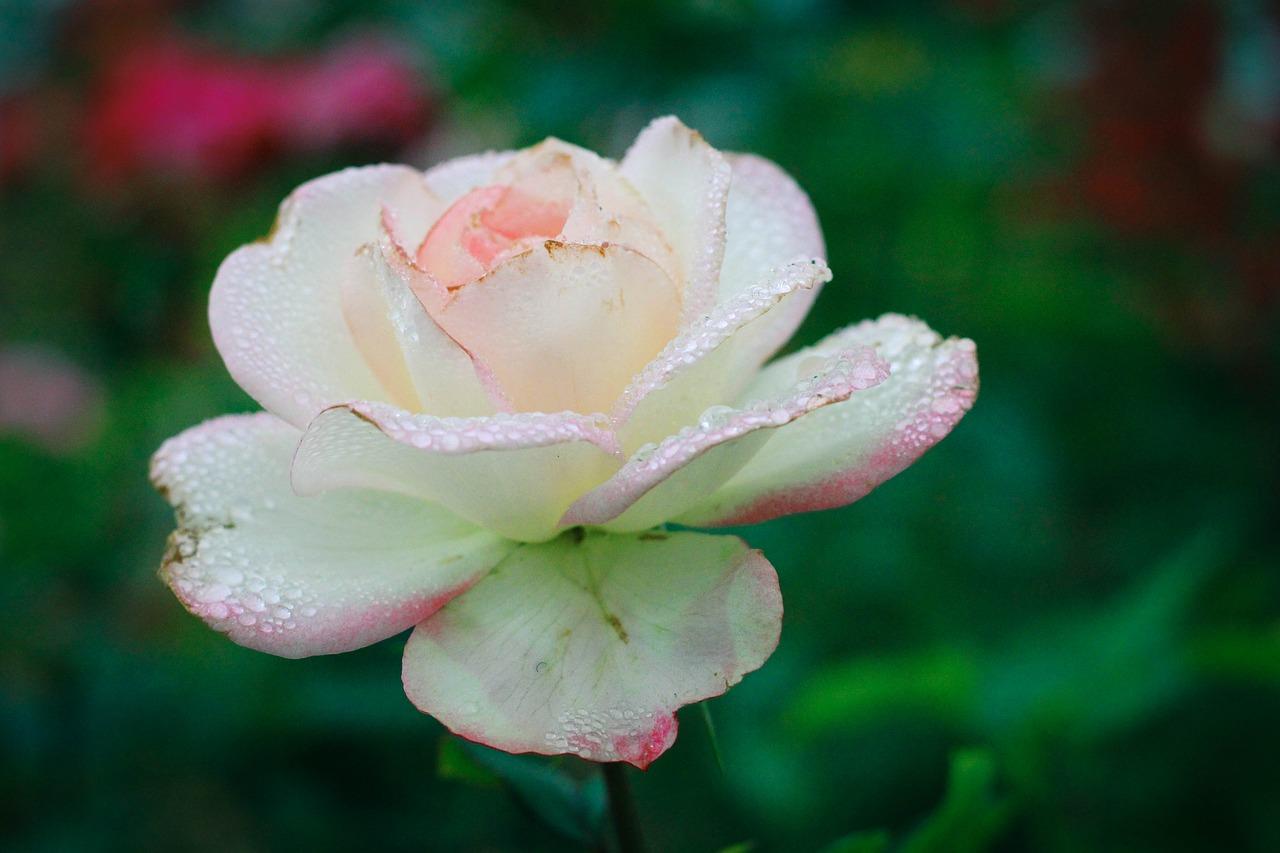 送女生花多少朵合适