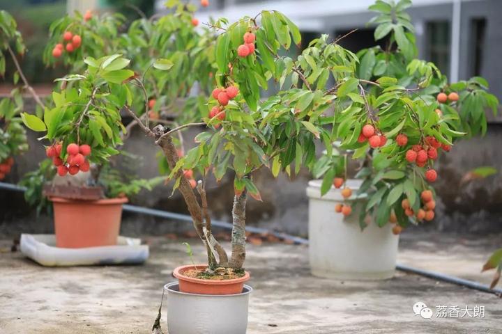 小哥温室模拟南方气候种盆栽荔枝,40公分高结半斤果,挑战不可能 - 知乎