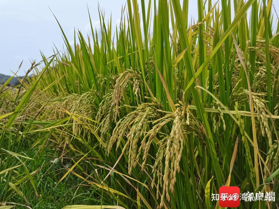 海南山兰稻与泰国香米杂交 历时9年繁育出“南香丝禾”获DNA“身份证” - 知乎