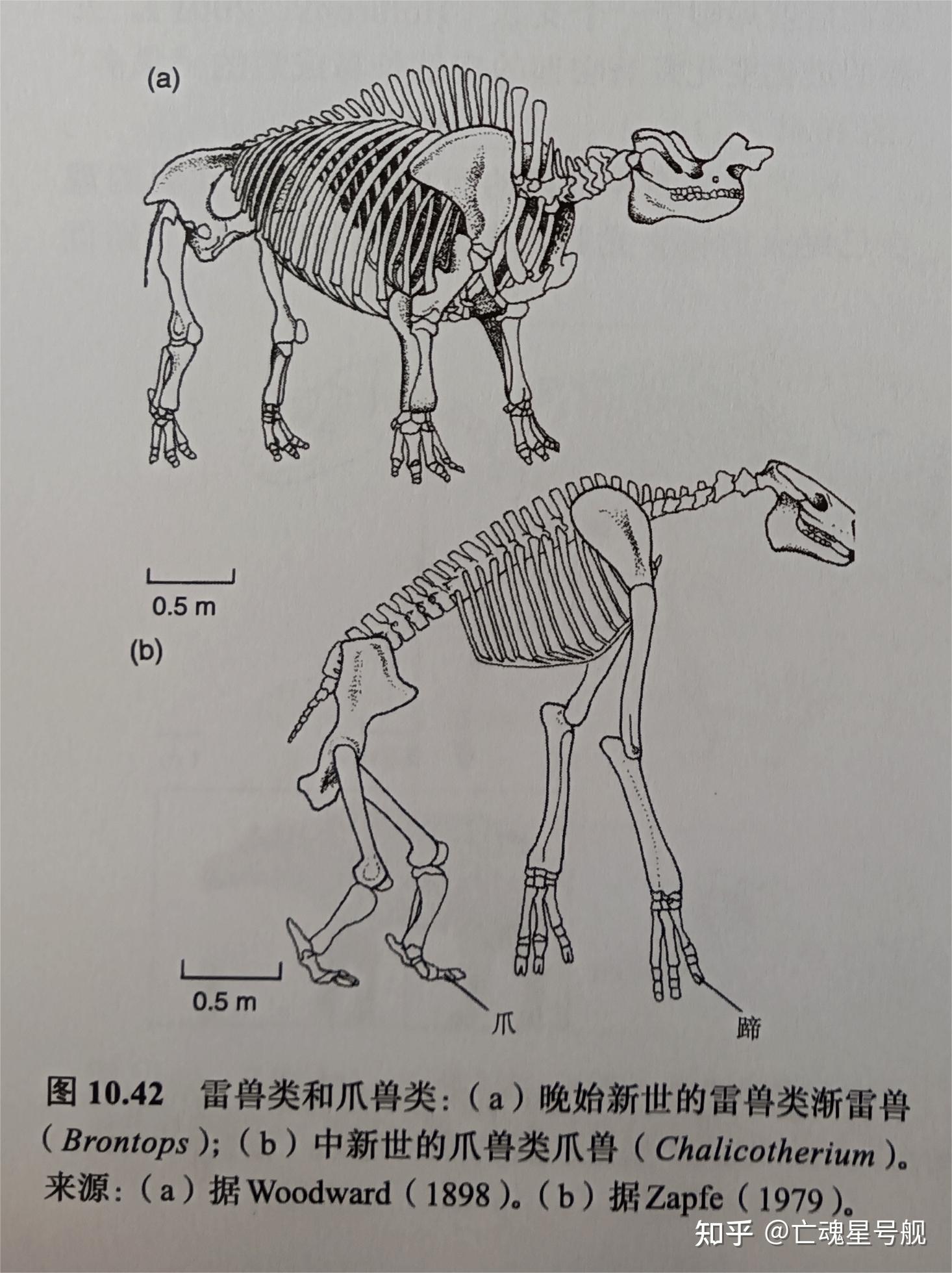 奇蹄动物和偶蹄动物图片