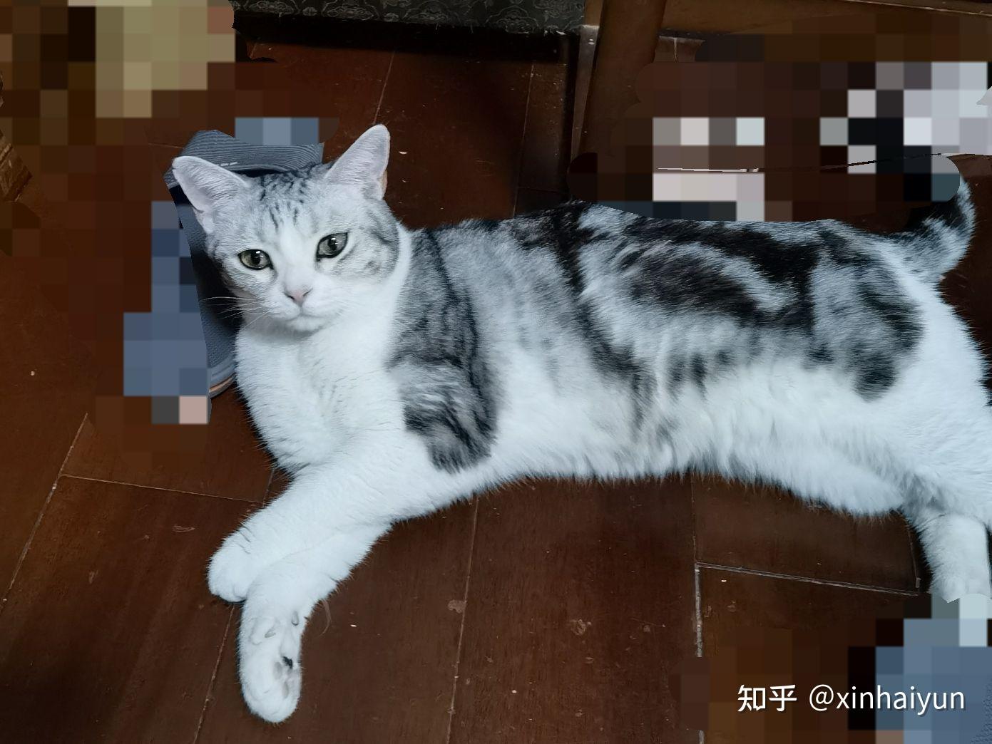 美短这样算发腮了嘛