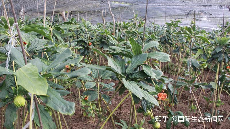 林下中药材:重楼 - 知乎