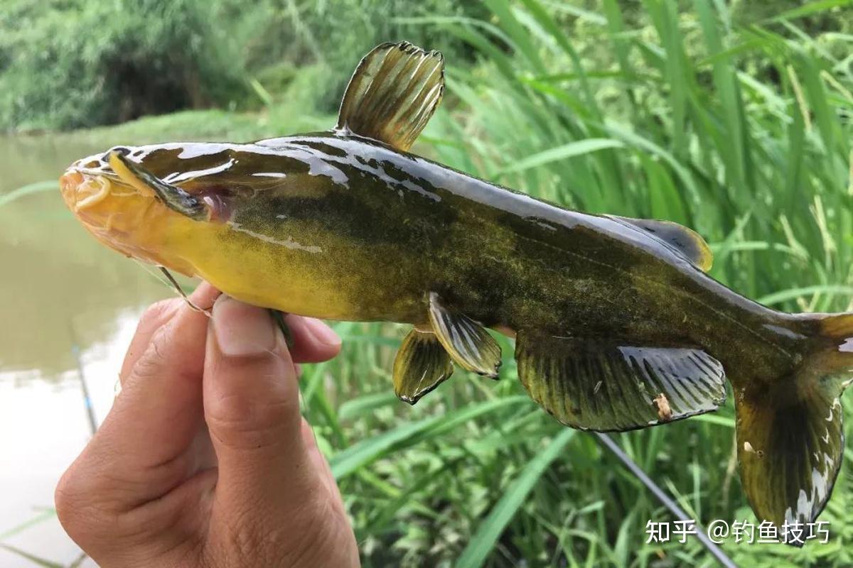 嘎鱼的4个特殊习性,掌握了这几点,秋季钓嘎鱼连竿 - 知乎