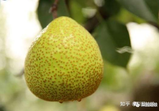 中国最好的梨产地在哪里?中国十大梨乡排行榜 - 知乎