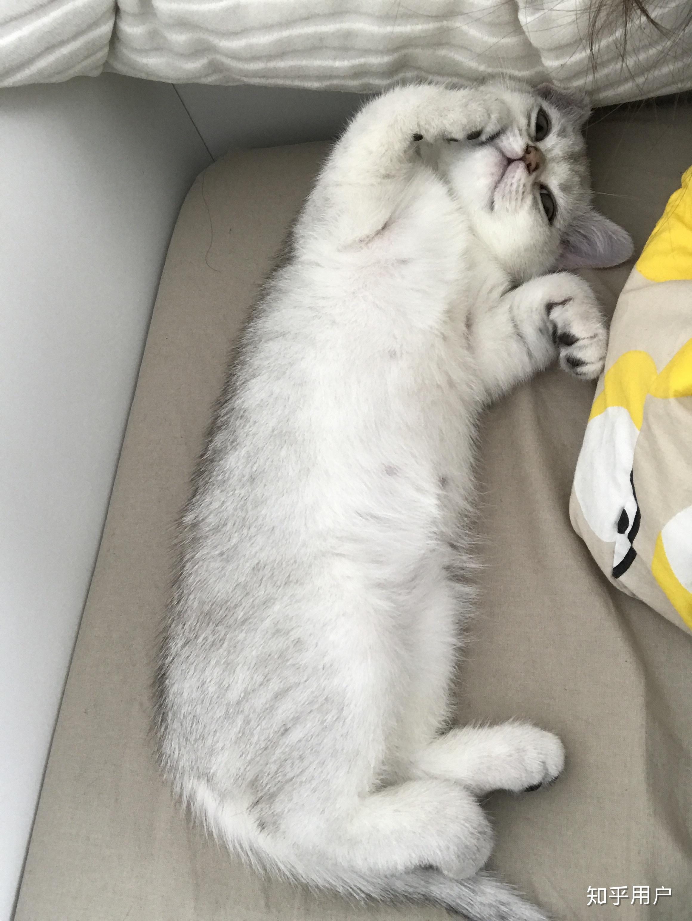 猫咪仰面朝天睡是表达信任了吗