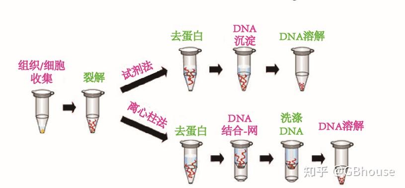 真核生物组织/体细胞与精子中DNA的提取-全方位知识囊括及实验操作 - 知乎