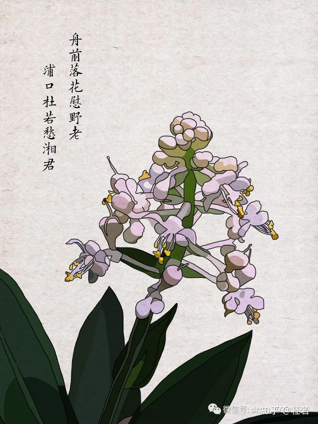 清雅之花 不凡之韵 - 知乎