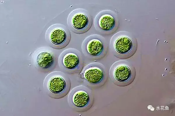 高清图谱(中):水体浮游生物——绿藻门浮游植物46种 - 知乎