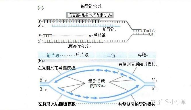 关于DNA复制的一些基本概念-6 - 知乎