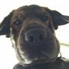  python dict fromkeys 