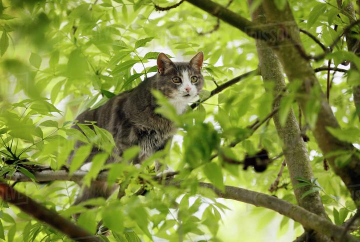 被误解的猫生-011：我的猫为什么喜欢爬树？ - 知乎
