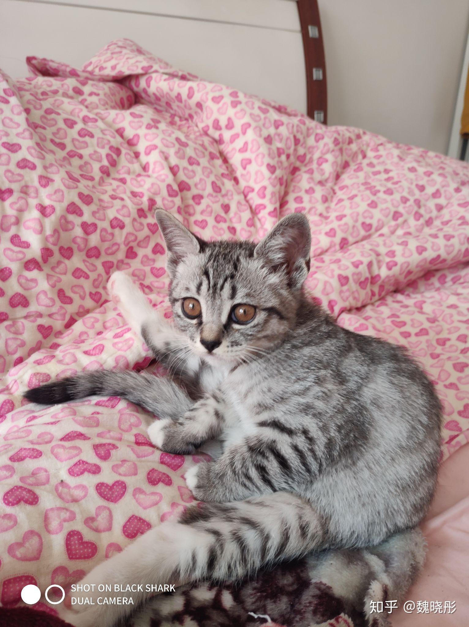 英短和土猫串串的宝宝长大了是什么样