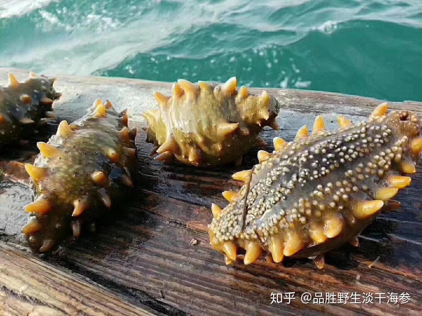 关于海参价格,您知道多少? - 知乎