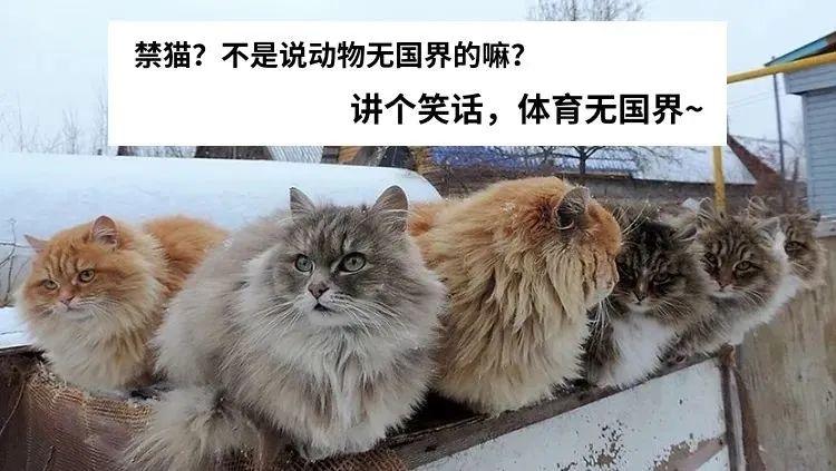 俄罗斯的猫被制裁图片