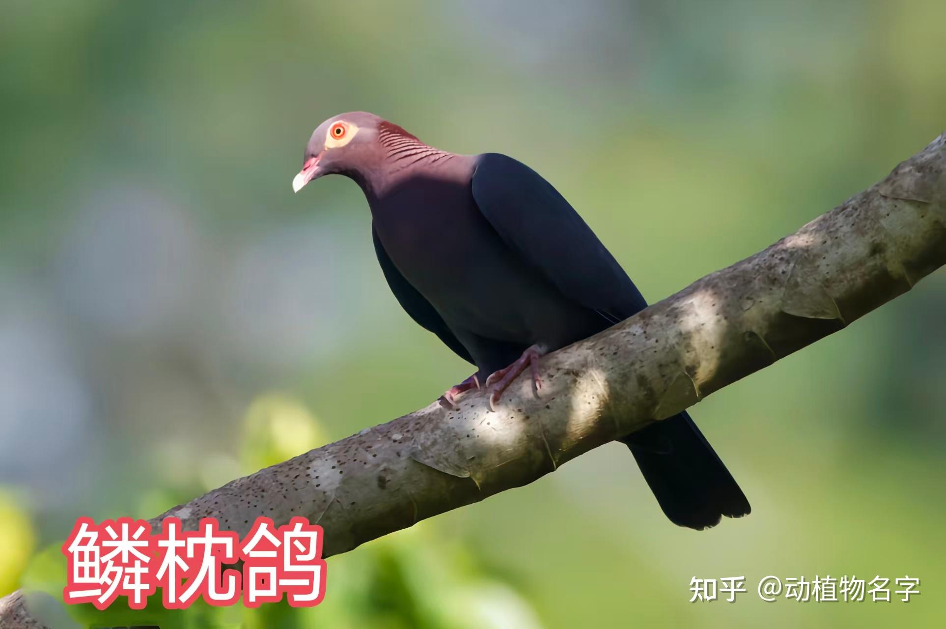 99图带你走进鸠鸽科鸟类的世界 - 知乎
