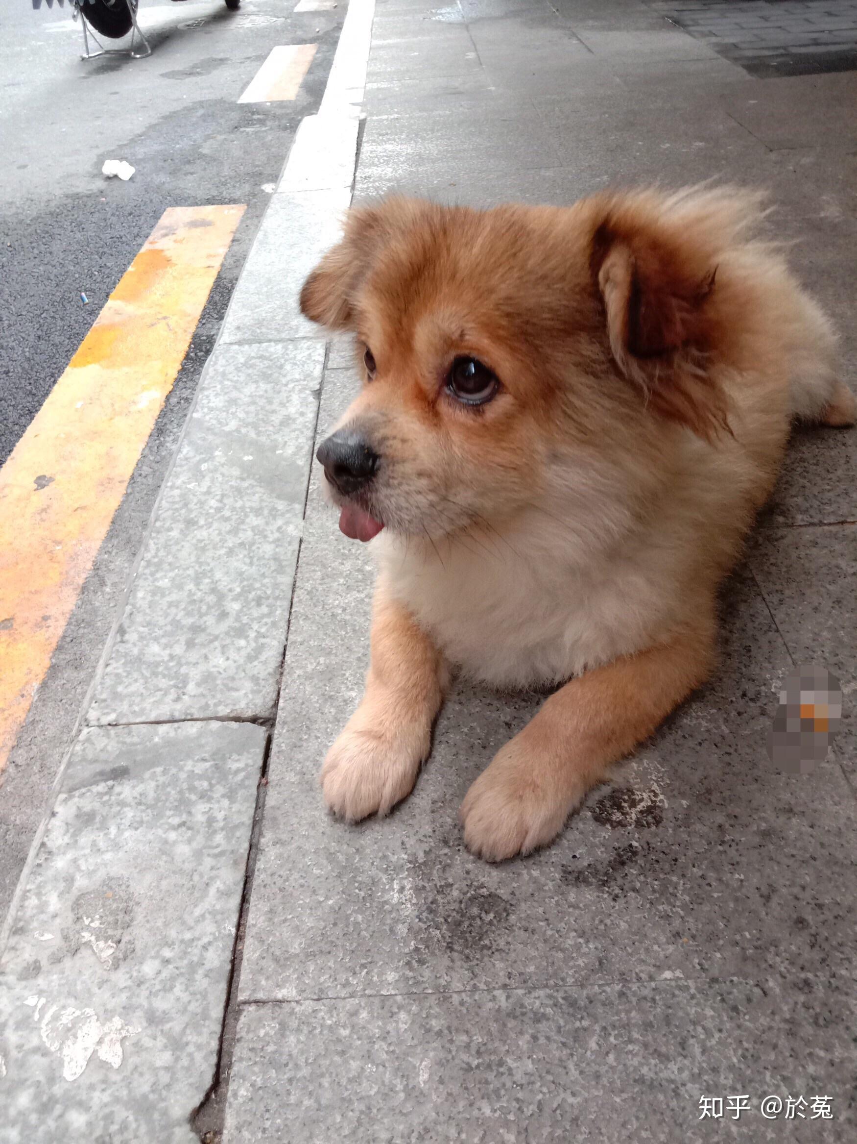 串串狗真的有人喜欢吗