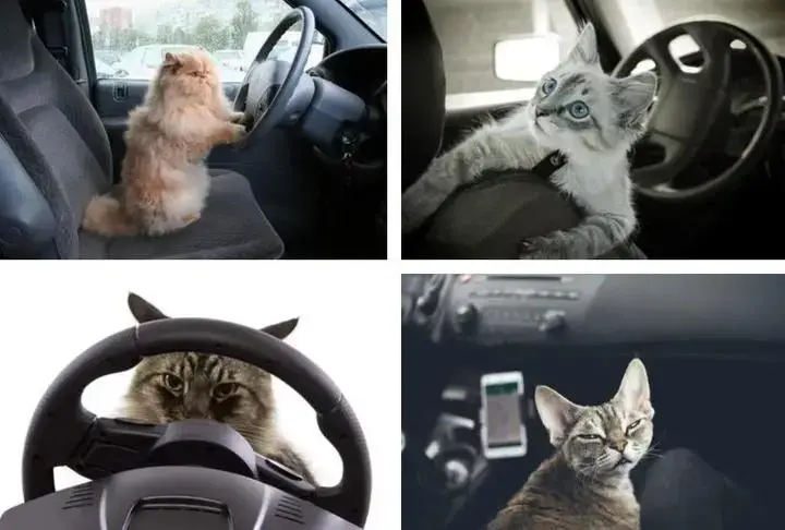 两只猫在开车的表情图片