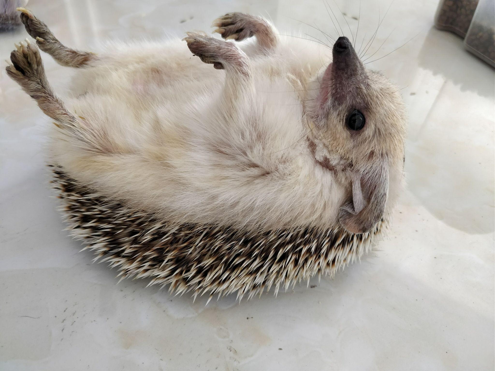 刺猬到底长什么样? - 知乎