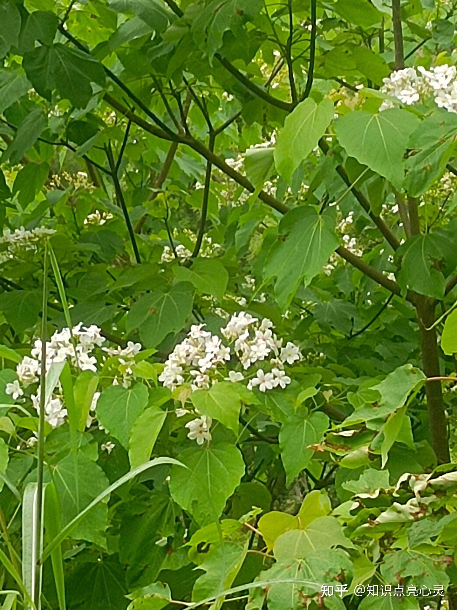 039 续 油桐 桐树 初夏花开正艳 - 知乎