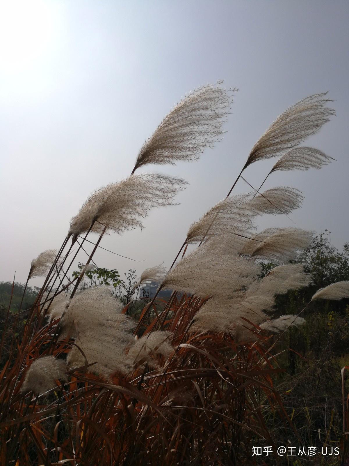 荻花何须秋瑟瑟——荻 - 知乎