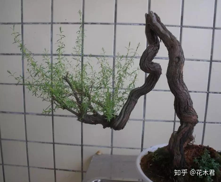 冷门品种:岗松的鉴赏与栽培养护 - 知乎