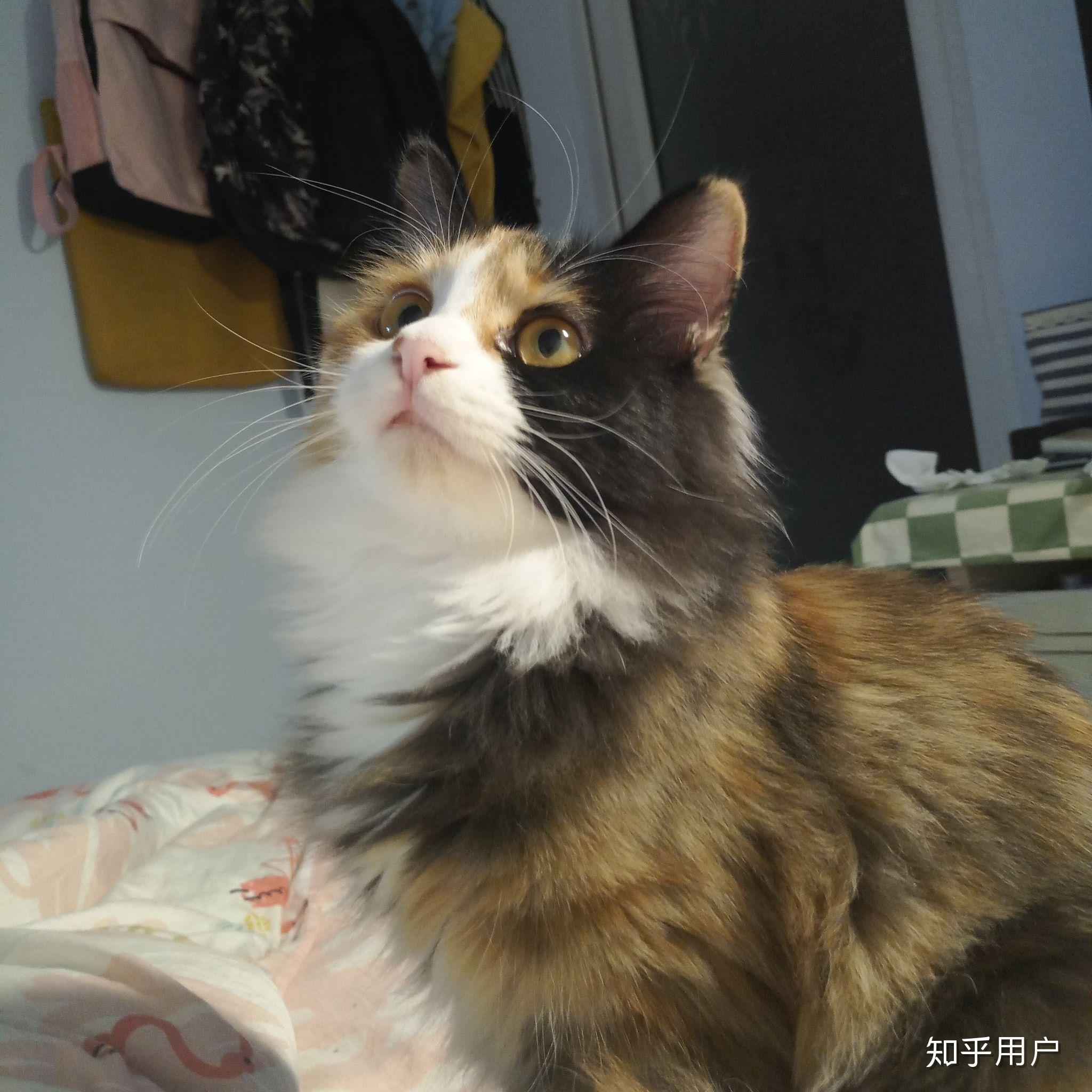 最好看的三花猫长什么样子? - 知乎