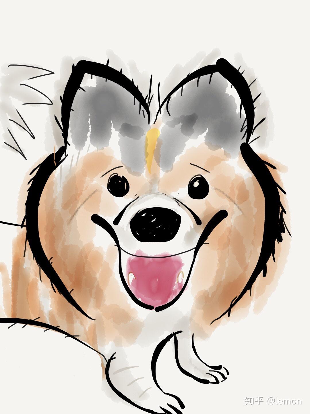 中华田园犬的颜值可以多高