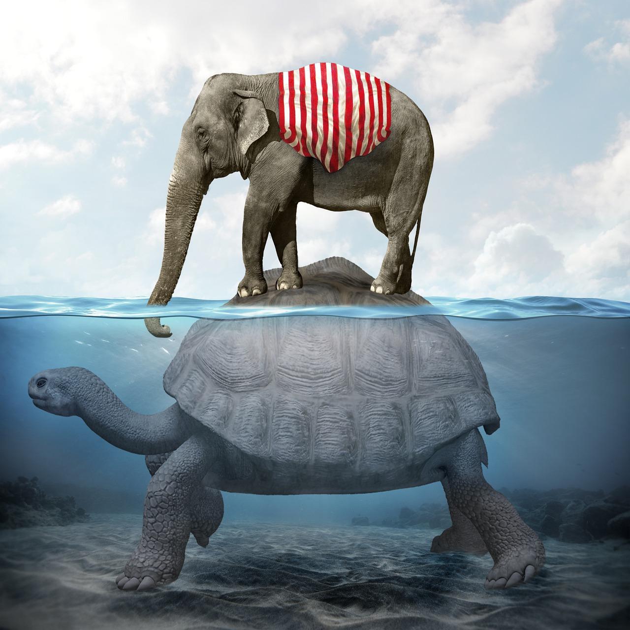 乌龟的饮食与健康记录