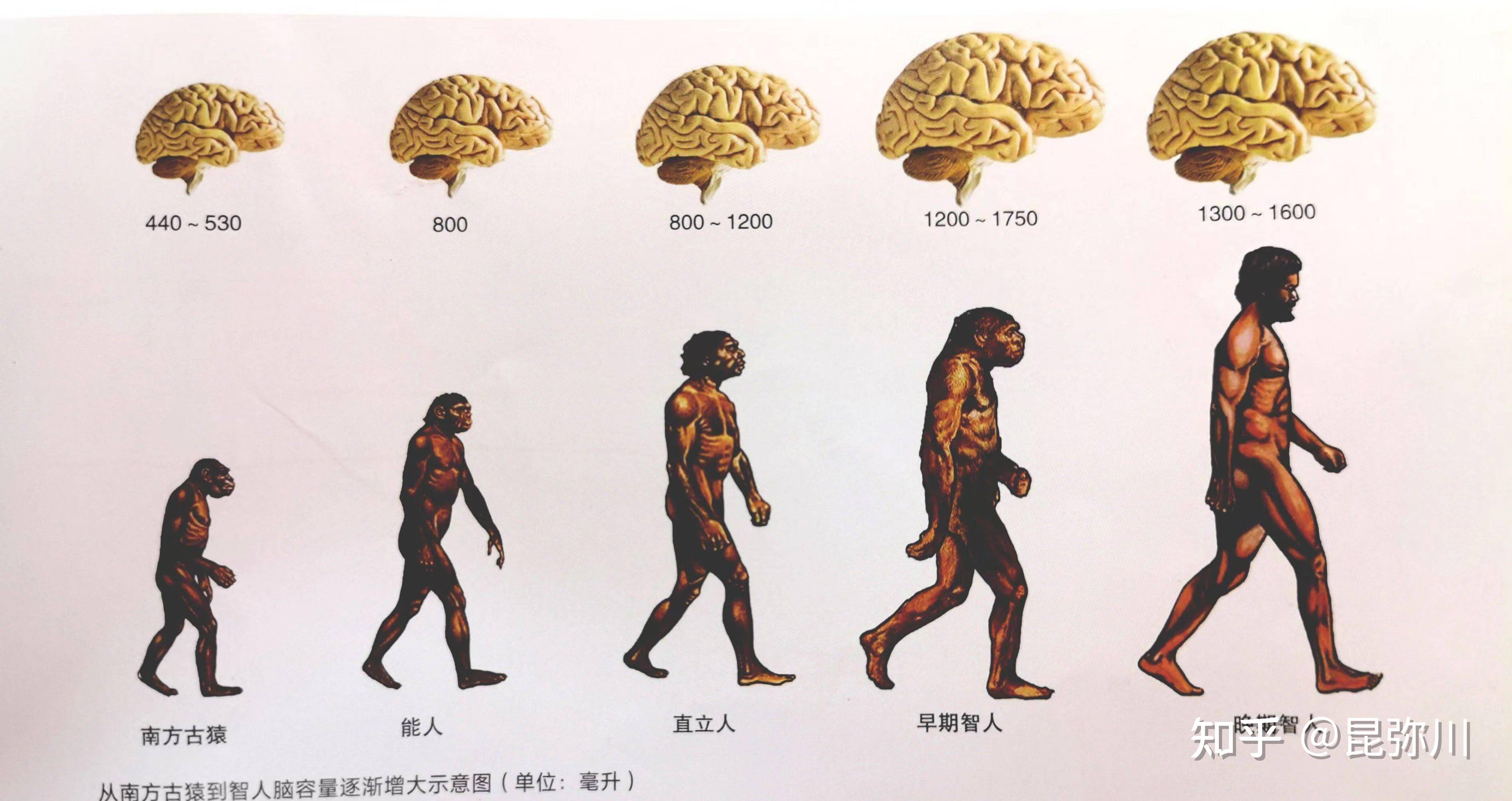 人类为什么在进化史上演化了大脑？ - 知乎