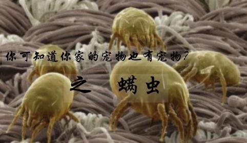 你可知道你家的宠物也有宠物?之 螨虫 安宇权//作 - 知乎