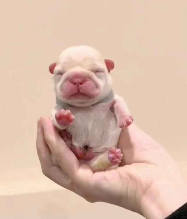 有什么好的法斗用品推荐嘛