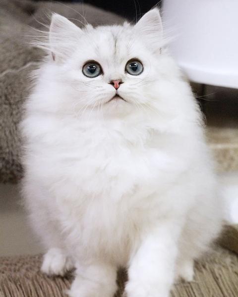 曼基康矮脚长毛猫