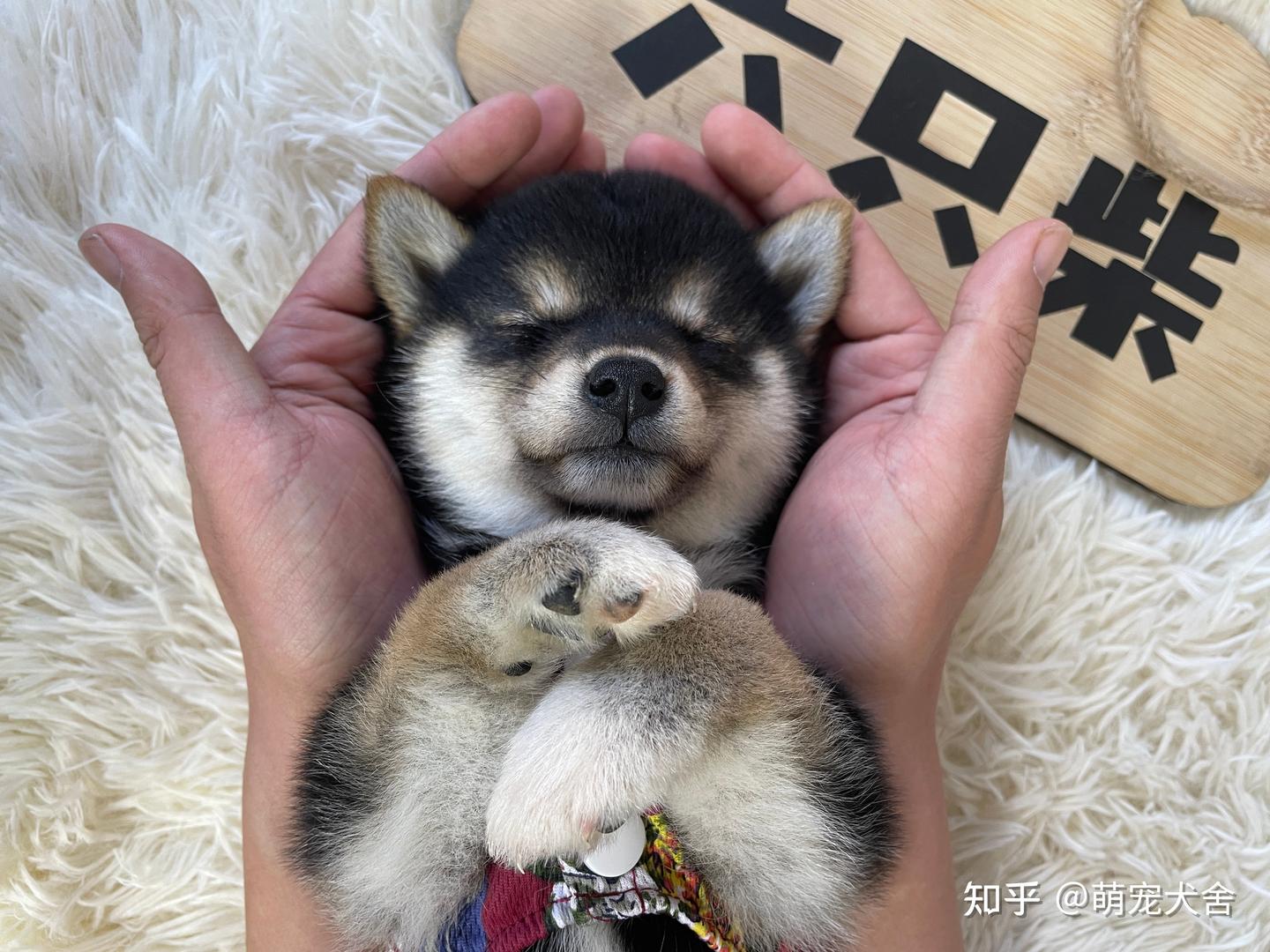 黑色柴犬价格是多少钱一只呢？ - 知乎