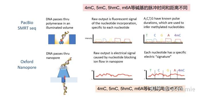 二代测序(部分)和三代测序的理解和解释 - 知乎