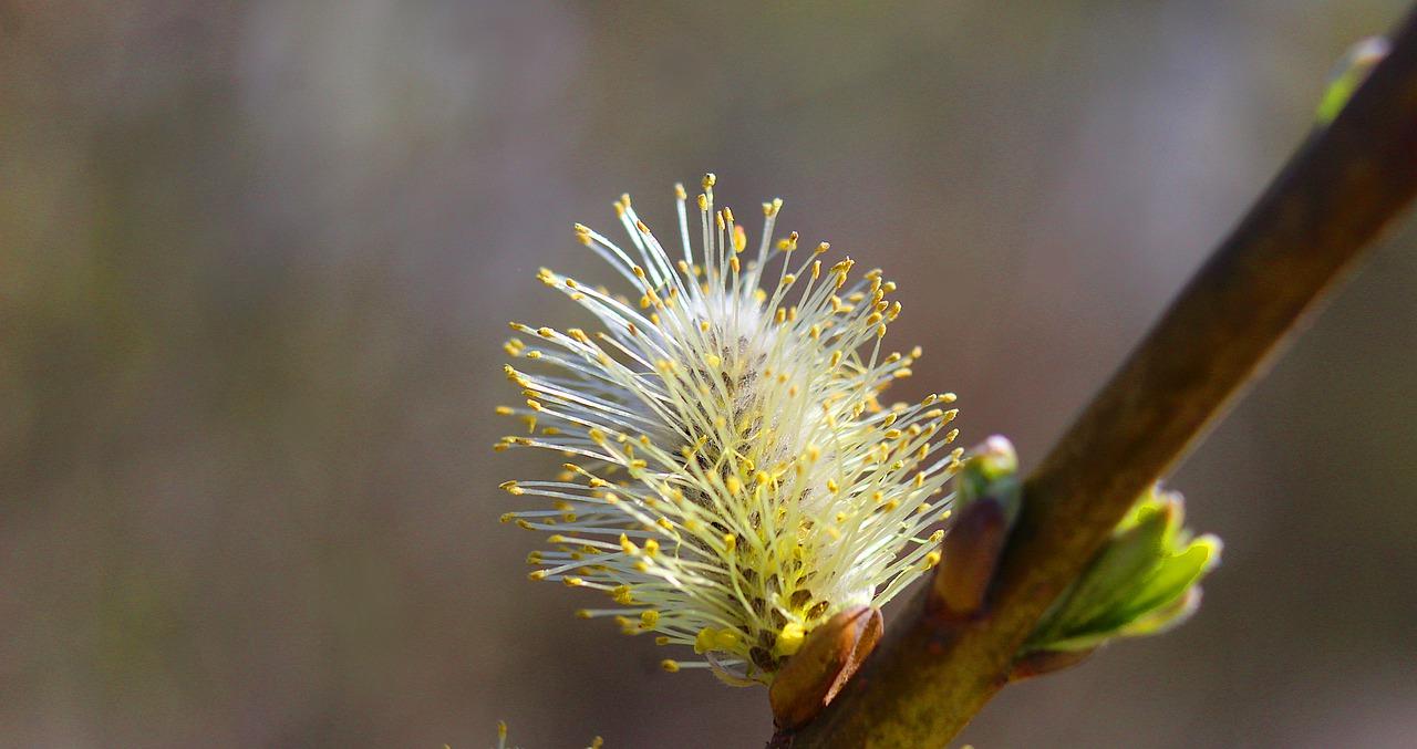 4. 清洗青柳蛤工具