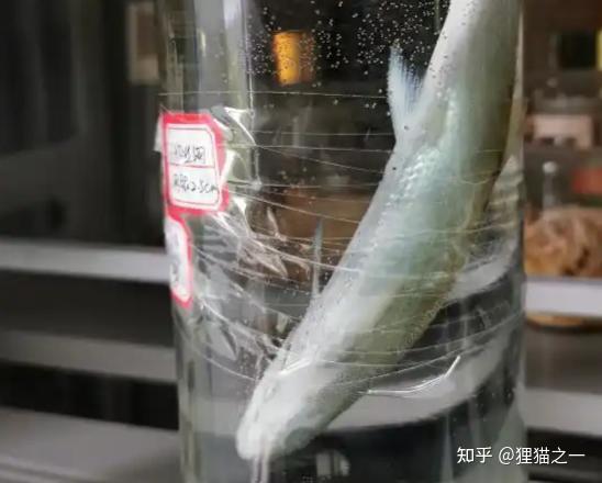 号称“长江最神秘的生物”!鳤鱼重现江湖,长江禁渔再次立奇功! - 知乎