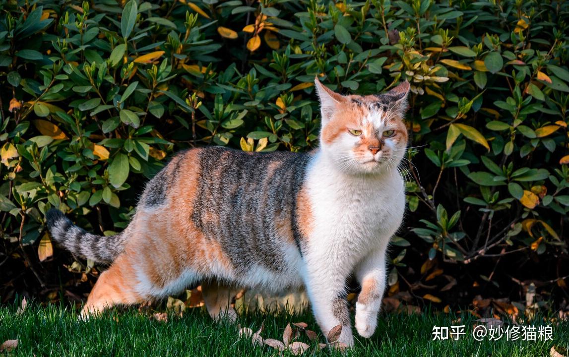 原来“三花猫”缺点这么多,怪不得养的人那么少! - 知乎