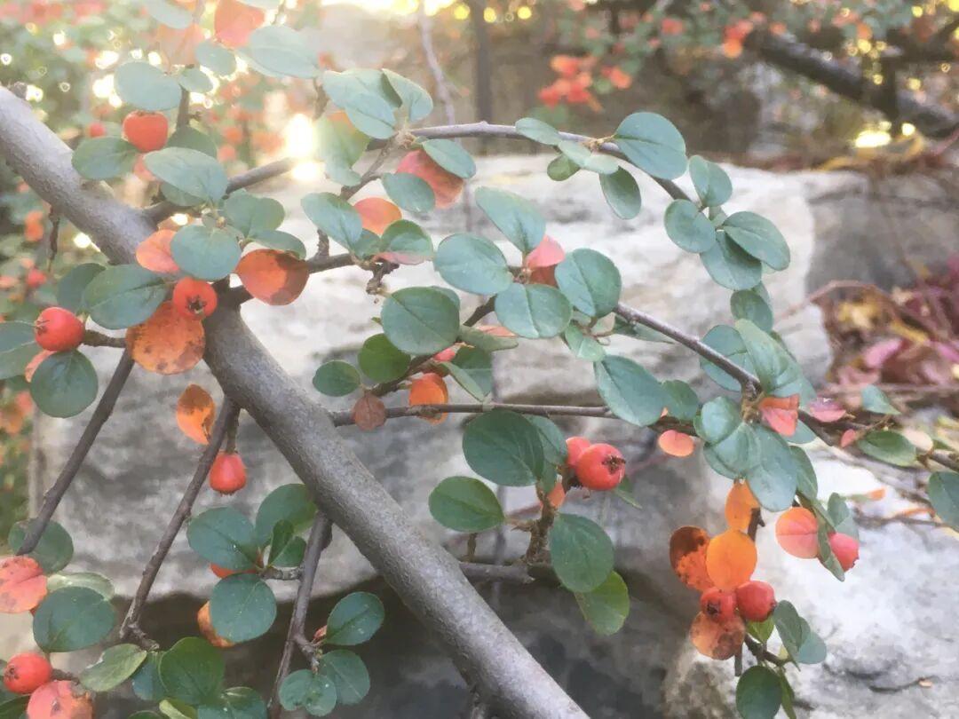 平枝栒子丨常见的小灌木，枝条平展如蜈蚣，秋冬红果挂枝头，好美 - 知乎