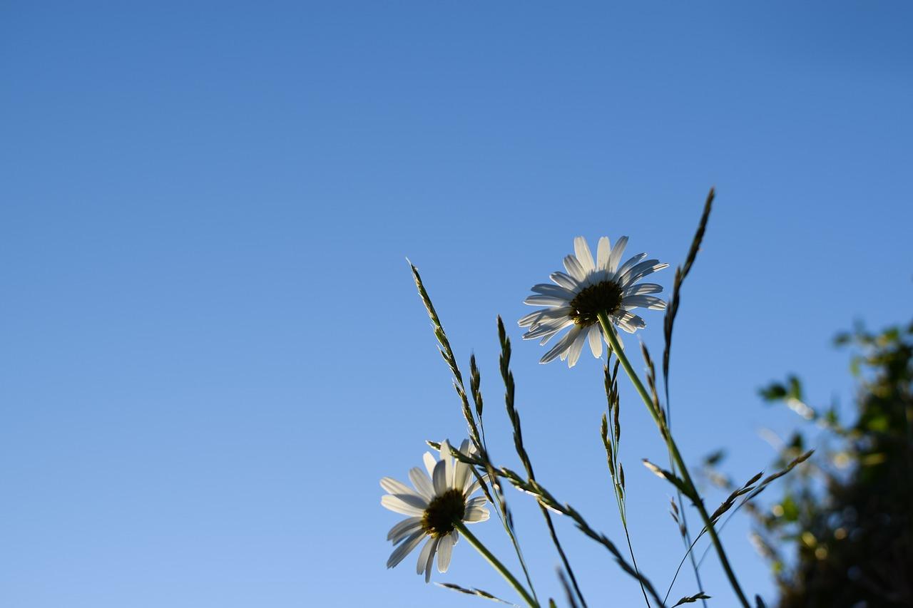 2. 夏日雏菊盛开