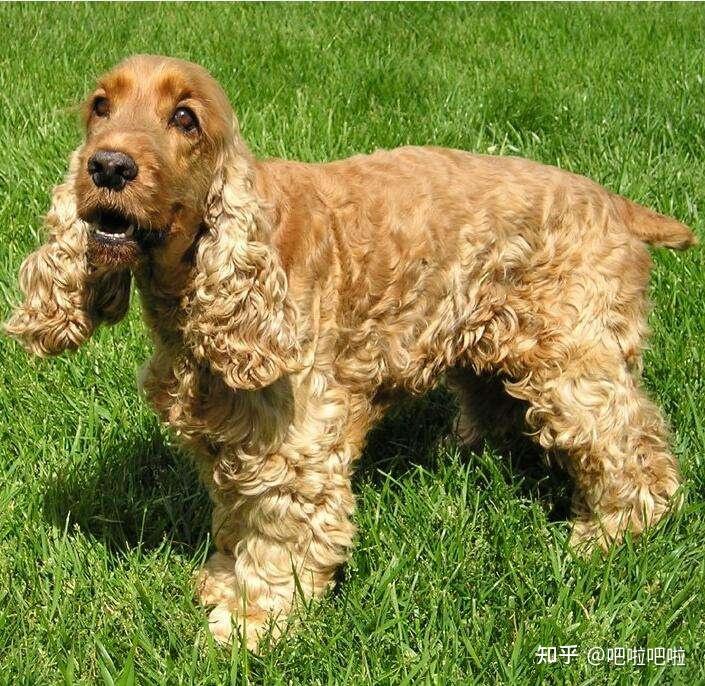 英国可卡犬 - 知乎