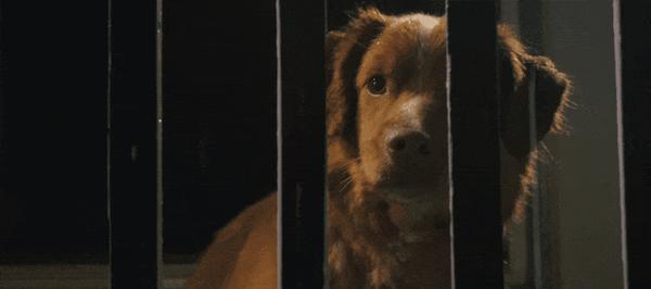 《冷猫狗》今年最颠覆！限制级禁忌挑战