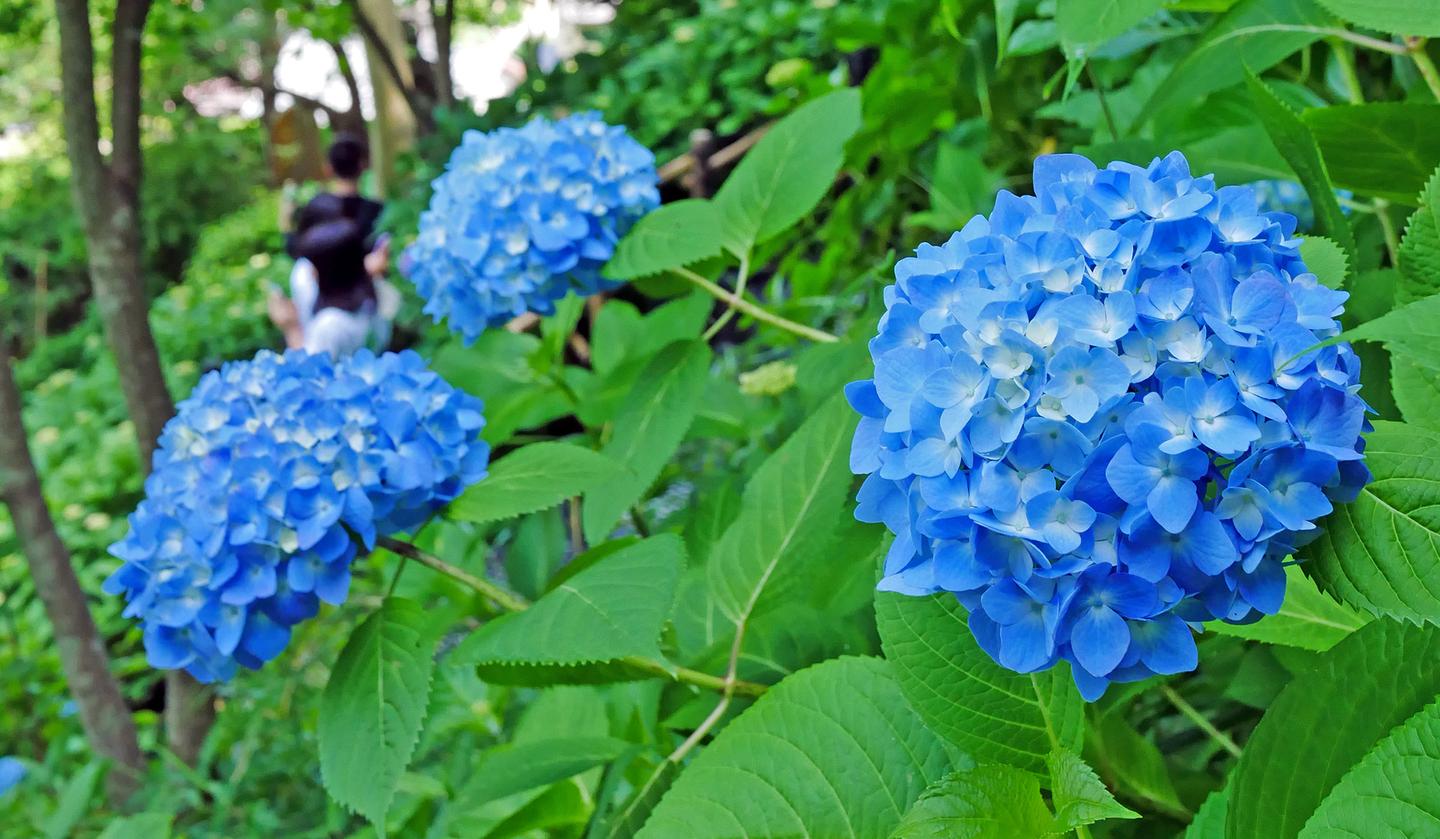 希望明年可以再去镰仓看紫阳花 知乎 希望明年可以再去镰仓看紫阳花 知乎